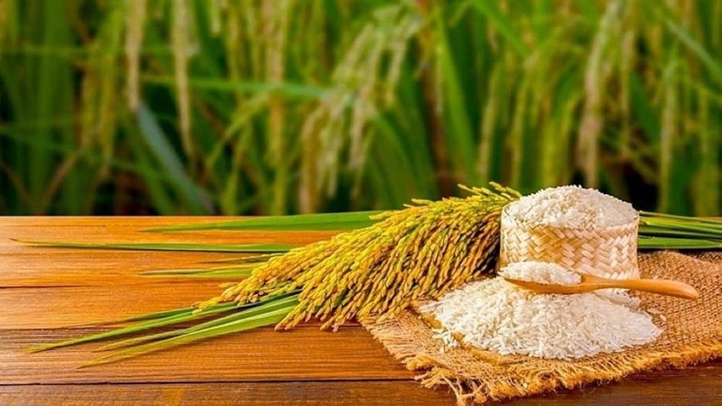 Lúa mì và lúa gạo khác nhau như thế nào? Hướng dẫn bạn cách ăn phù hợp để tốt cho sức khỏe 1