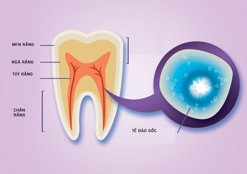 Cùng cha mẹ tìm hiểu về lưu trữ tế bào gốc từ tủy răng sữa cho con 1