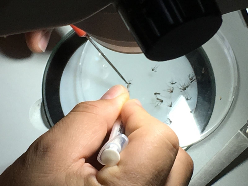 Lý giải nguyên nhân muỗi vằn ngày càng thích hút máu người 3