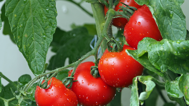 Lycopene hỗ trợ bảo vệ da trước tác động từ môi trường
