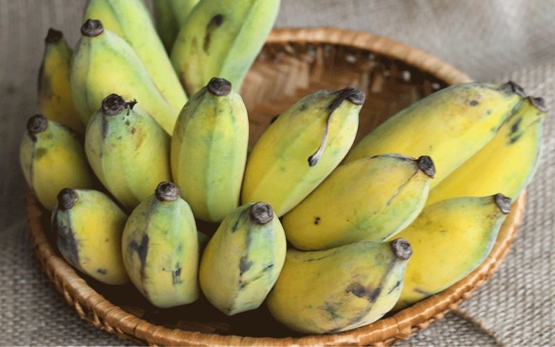 Mắc bệnh huyết trắng nên dùng gì để nhanh chóng khỏi bệnh 2