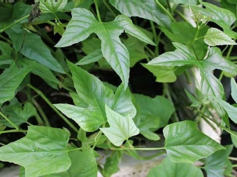 Mách bạn 10 bài thuốc nam trị viêm khớp hiệu quả và an toàn được sử dụng phổ biến hiện nay 3