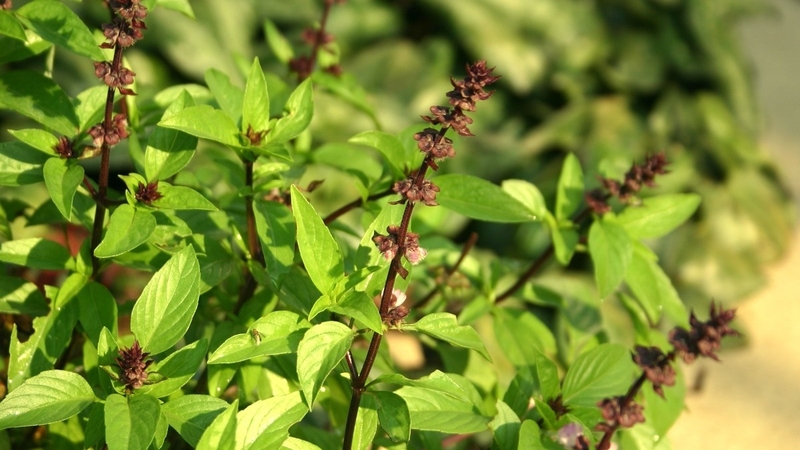 Mách bạn 10 công dụng tuyệt vời của rau quế 4