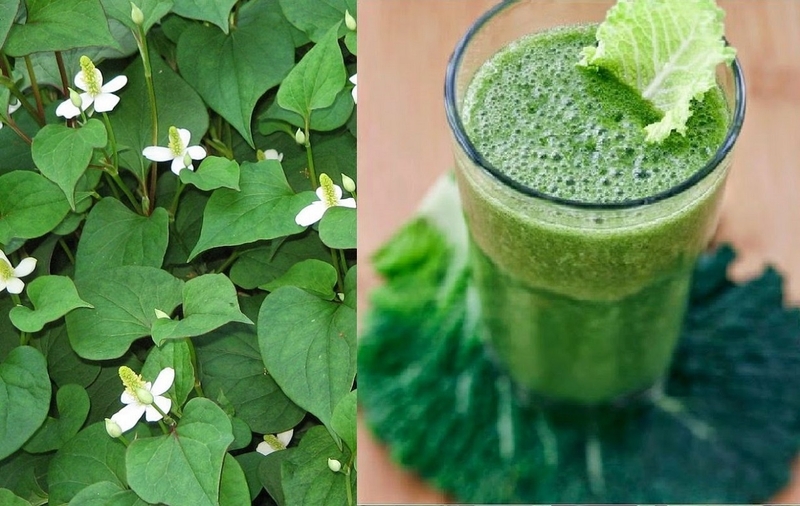 Mách bạn 3 bài thuốc rau diếp cá trị viêm họng vô cùng hiệu quả 1