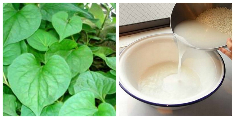 Mách bạn 3 bài thuốc rau diếp cá trị viêm họng vô cùng hiệu quả 2