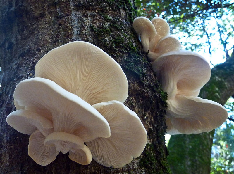 Mách bạn 3 loại nấm hoang dã ăn được và mẹo chọn nấm an toàn 2