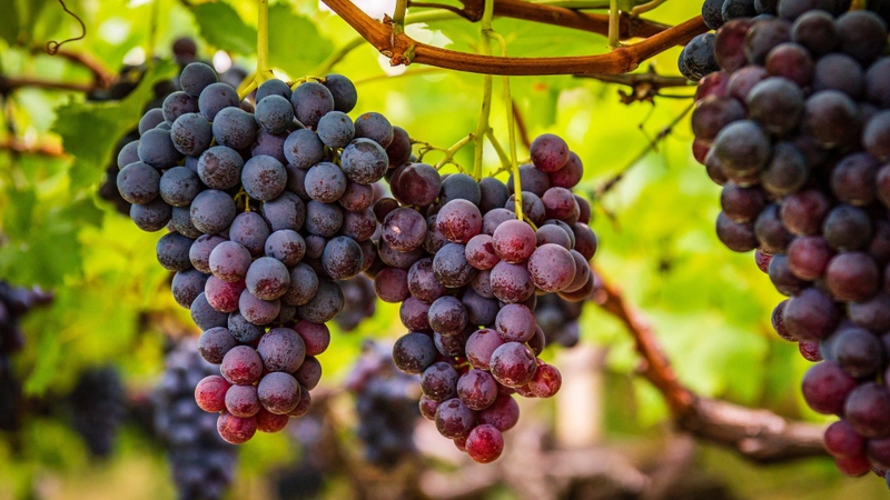 Nho là loại trái cây được nhiều người yêu thích