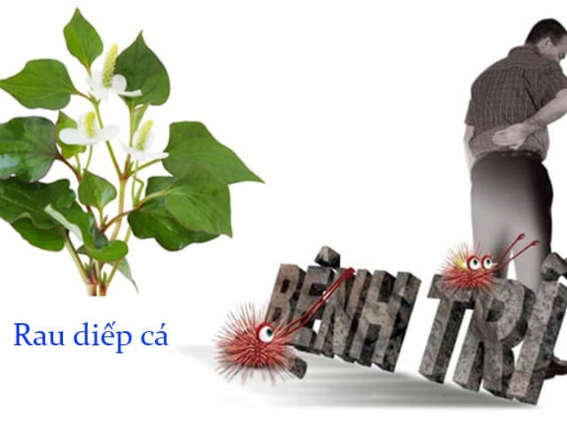 Mách bạn: 6 cách trị trĩ bằng cây diếp cá 2