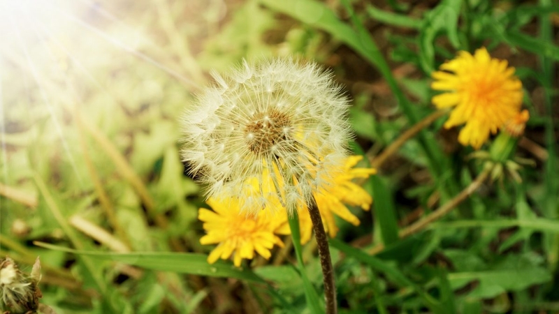 Mách bạn các bài thuốc dân gian trị bệnh sán chó hiệu quả bất ngờ 4