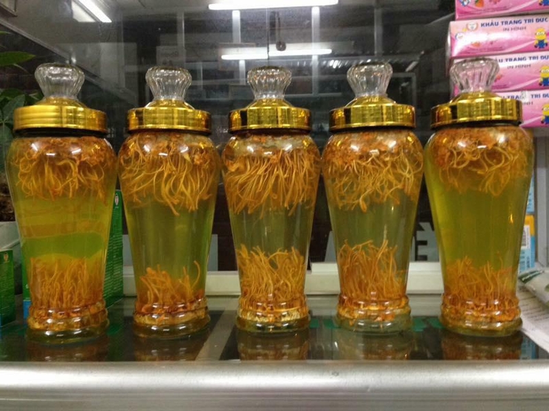 rượu đông trùng hạ thảo