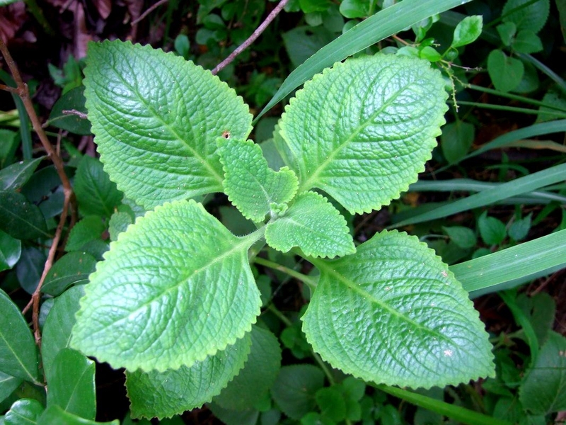 Mách bạn cách làm siro húng chanh hoa đu đủ đực trị ho hiệu quả 1