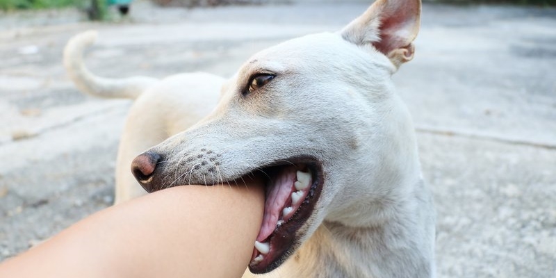 Mách bạn cách sơ cứu tại nhà khi bị chó cắn 1