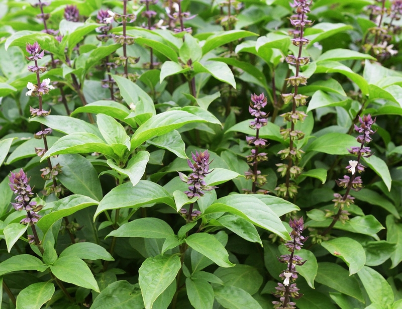 Mách bạn cách sử dụng rau húng quế hạ sốt tại nhà, an toàn, hiệu quả