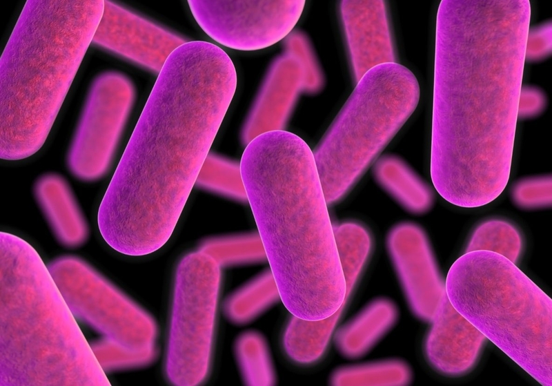 Mách bạn: Cách tăng vi khuẩn bacteroidetes 1