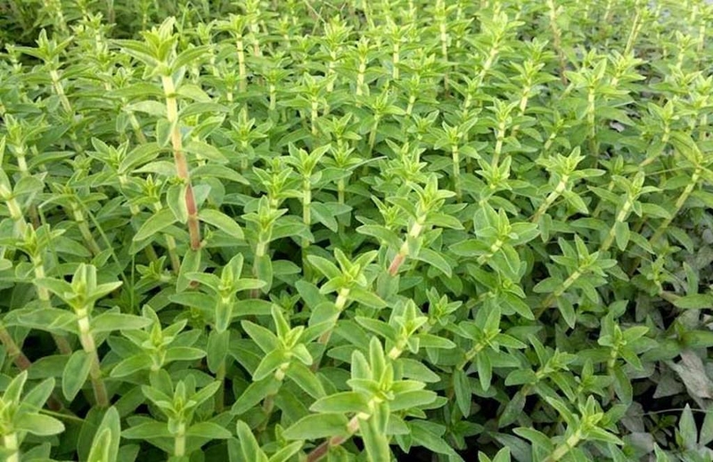 Mách bạn mẹo dùng cây rau om trị đau khớp mang lại hiệu quả bất ngờ 1