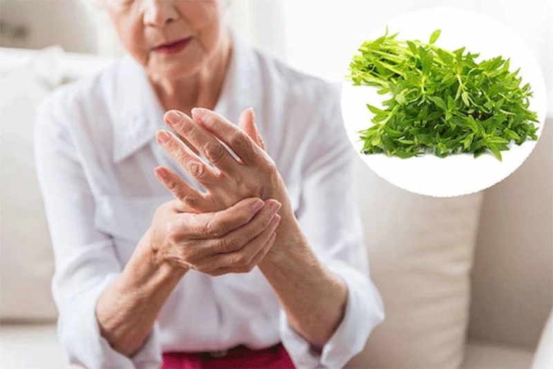 Mách bạn mẹo dùng cây rau om trị đau khớp mang lại hiệu quả bất ngờ 2