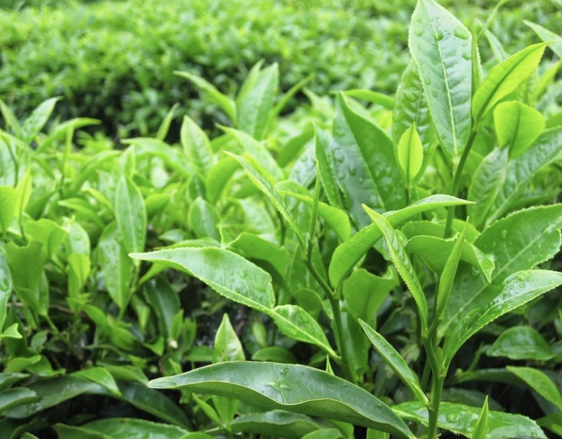 Mách bạn những bài thuốc Đông y trị ngứa vùng kín 3