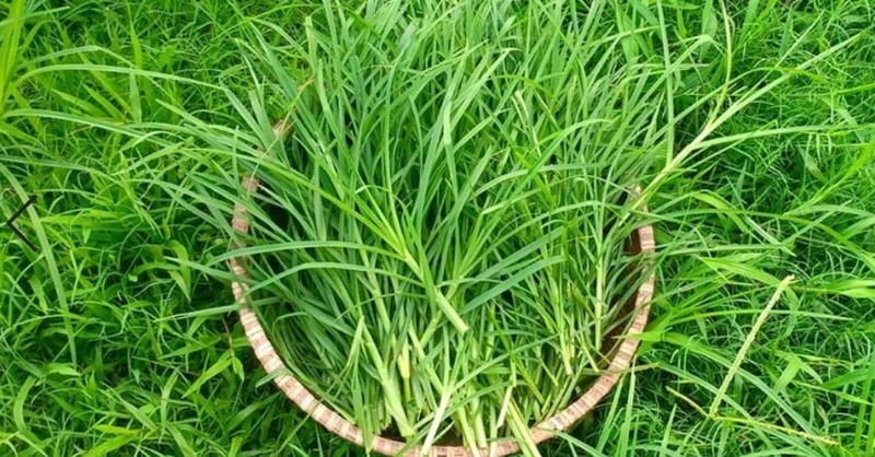 Mách bạn những cách nấu nước gội đầu chống rụng tóc cực đơn giản và hiệu quả 2