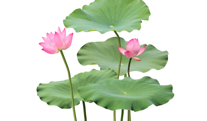 Giới thiệu về lá sen