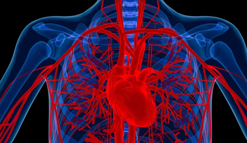 Mạch máu của cơ thể là gì và gồm những loại nào? Tìm hiểu cấu tạo của mạch máu 2