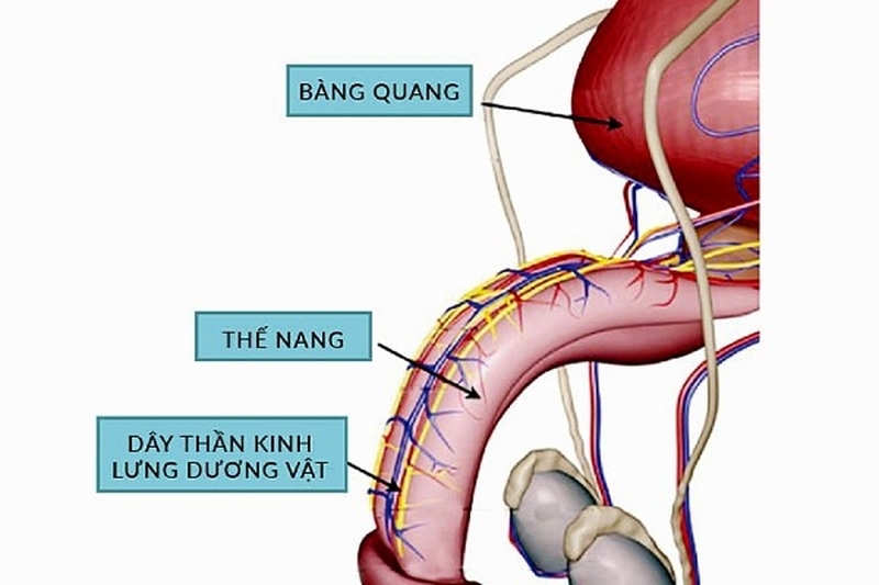 ​   ​Một số đặc điểm về cấu tạo của dương vật ở nam giới. 3