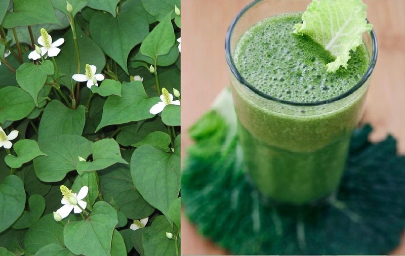 Hạ sốt bằng lá diếp cá là cách làm cho trẻ hạ sốt