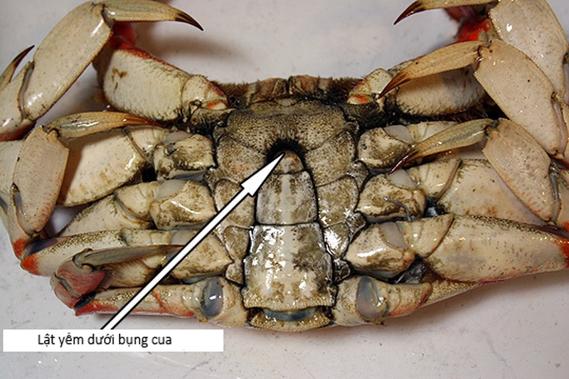 Mách mẹ cách bảo quản cua biển cho bé ăn dần tươi ngon như mới mua về 2