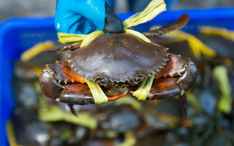 Mách mẹ cách bảo quản cua biển cho bé ăn dần tươi ngon như mới mua về 1