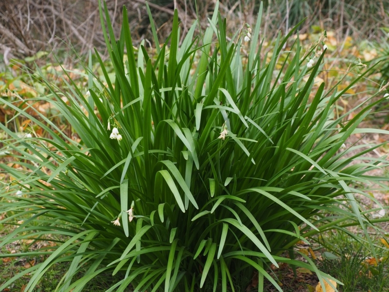 Mách mẹ cách chữa đái dầm bằng lá hẹ hiệu quả 2