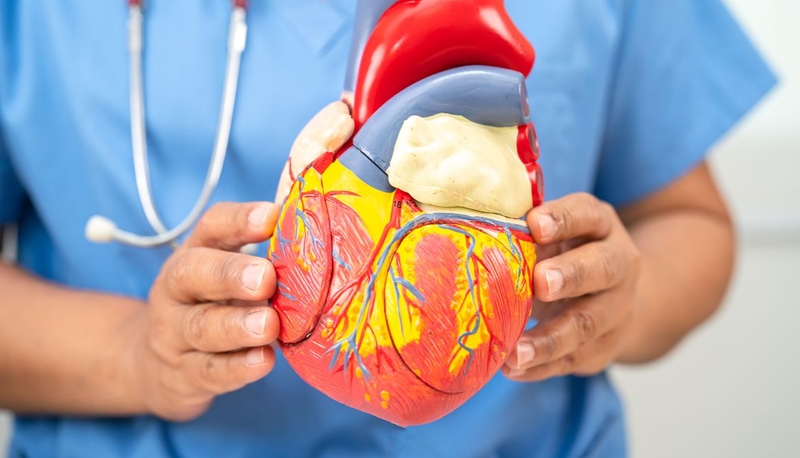 Mạch vành - Hệ thống mạch máu quan trọng và những điều cần biết 2