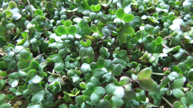 Mầm bông cải xanh​ là gì? Công dụng và những điều cần biết 3