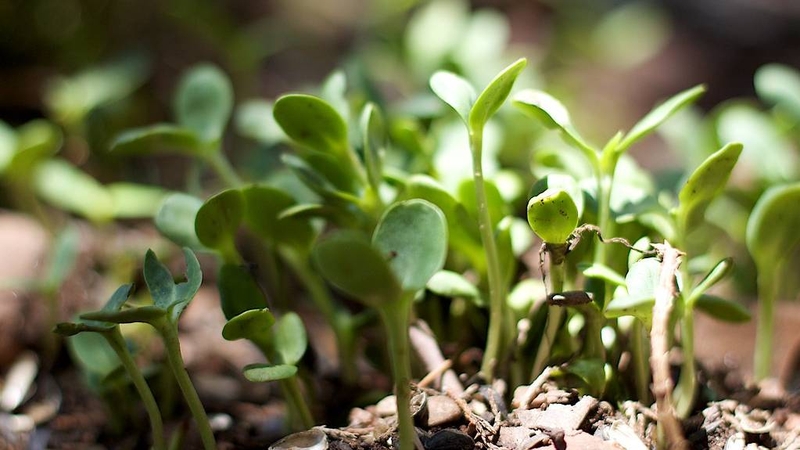 Mầm hướng dương và những lợi ích sức khỏe ít người biết  1