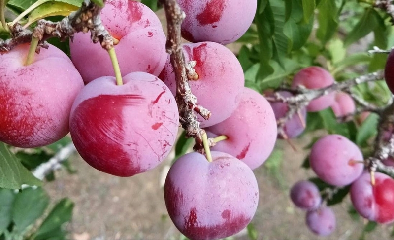 Mận cherry: Vừa ngon miệng, vừa đẹp mắt lại tốt cho sức khỏe 1