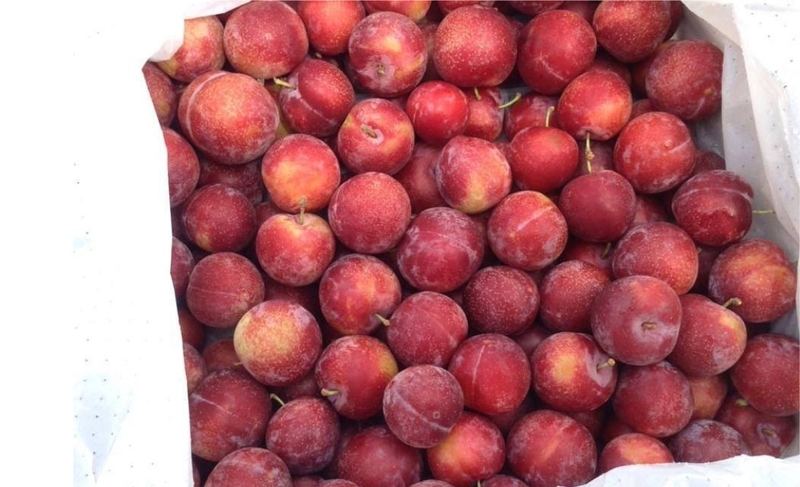 Mận cherry: Vừa ngon miệng, vừa đẹp mắt lại tốt cho sức khỏe 2