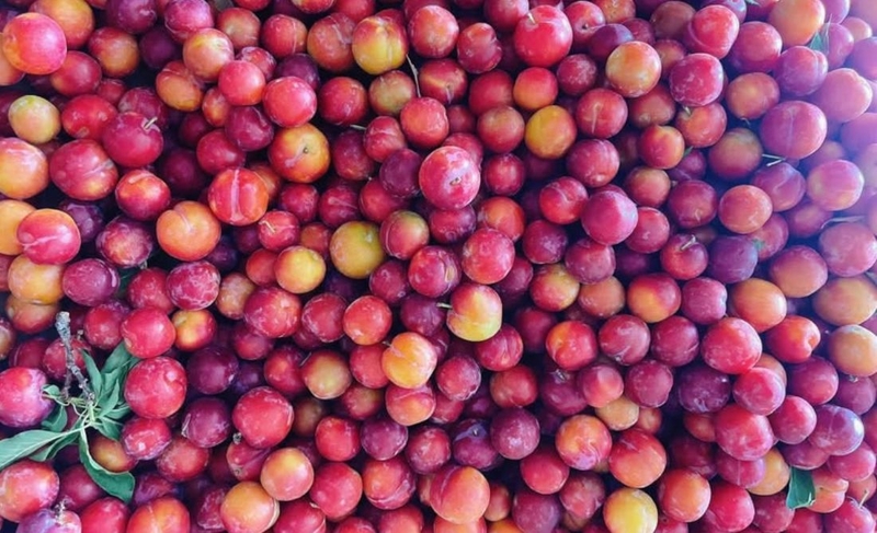 Mận cherry: Vừa ngon miệng, vừa đẹp mắt lại tốt cho sức khỏe 4