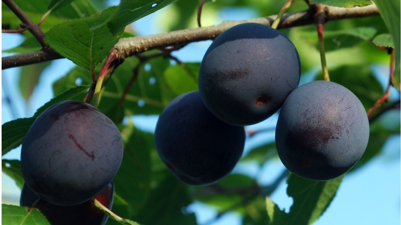 Mận đen trị táo bón và những điều cần lưu ý khi sử dụng 3
