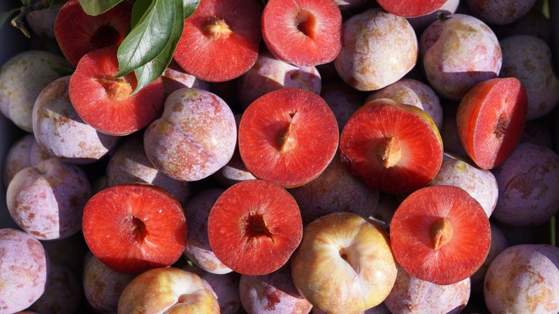 Mận hậu có tác dụng gì với sức khỏe 1