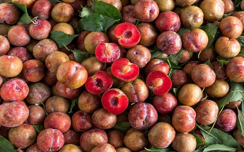 Mận bắc giúp mẹ bầu giảm các triệu chứng ốm nghén hiệu quả