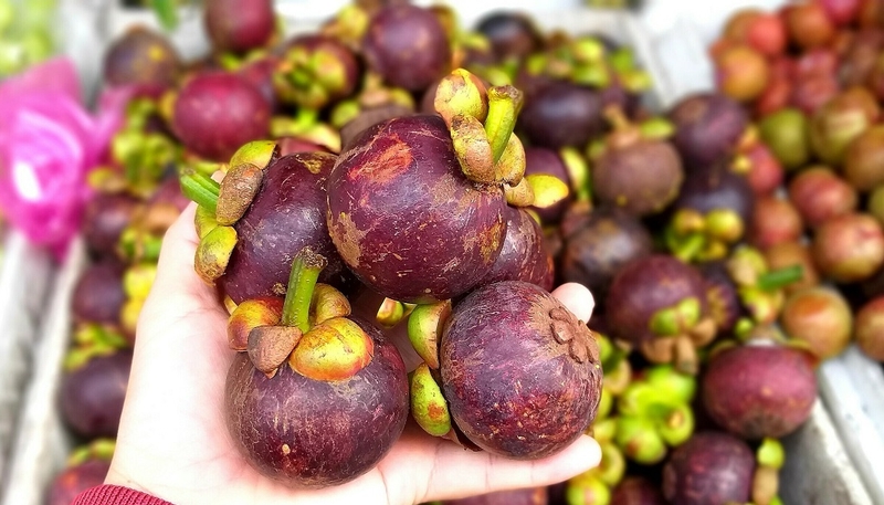 Măng cụt sống có độc không khi kết hợp với đường 2