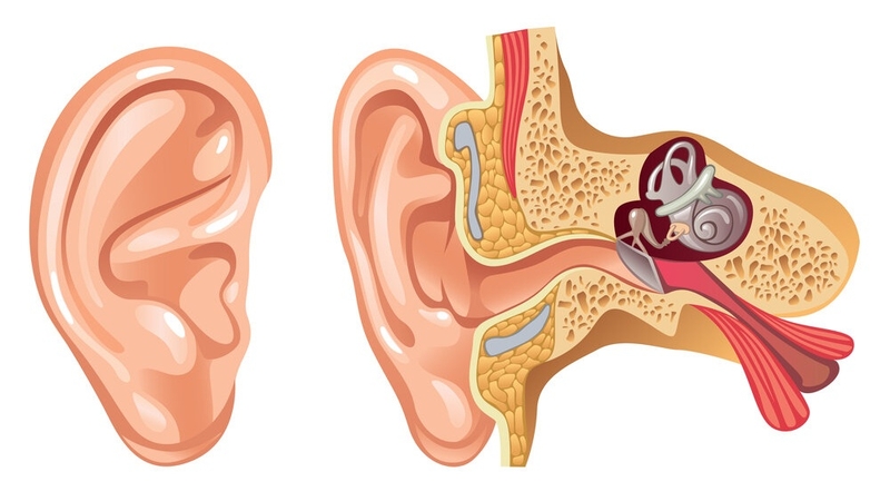 Màng nhĩ có cấu tạo như thế nào? Các bệnh lý về màng nhĩ 2