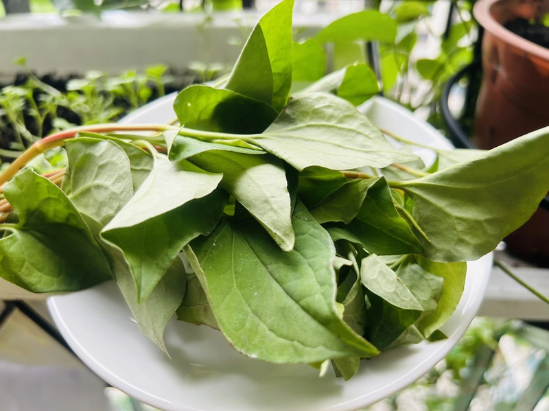 Mask diếp cá: 4 công thức làm đẹp da hiệu quả và đơn giản ngay tại nhà 3