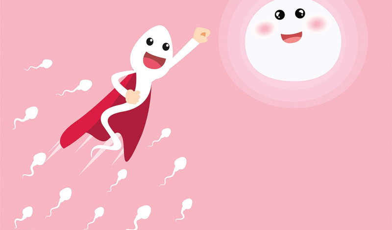 Sau bao lâu tinh trùng lại sản xuất: sau 72 giờ