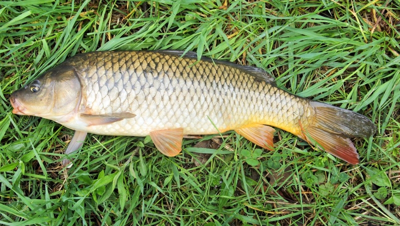 Mật cá trắm: Công dụng và những lưu ý quan trọng 4