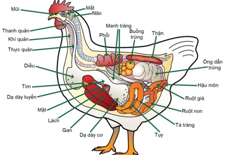 Mật gà có tác dụng gì đối với sức khỏe? 1