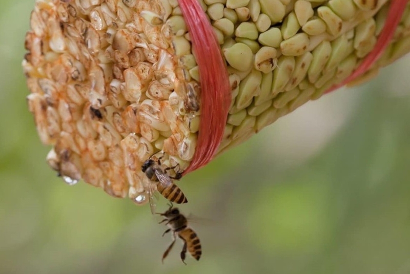 Mật hoa dừa: Thành phần dinh dưỡng và lợi ích sức khỏe vượt trội 2