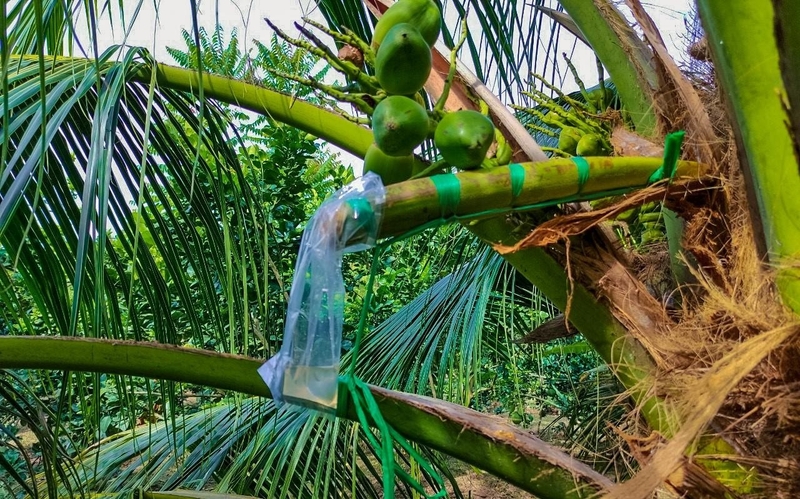 Mật hoa dừa: Thành phần dinh dưỡng và lợi ích sức khỏe vượt trội 3