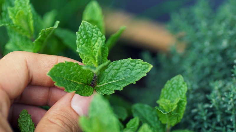 Mặt nạ bạc hà: Công dụng và cách làm mặt nạ bạc hà tại nhà 1