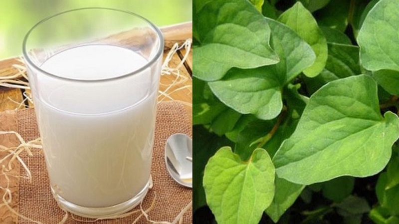 Mặt nạ bột diếp cá sữa tươi: Siêu phẩm cho làn da tươi trẻ và khỏe mạnh 1