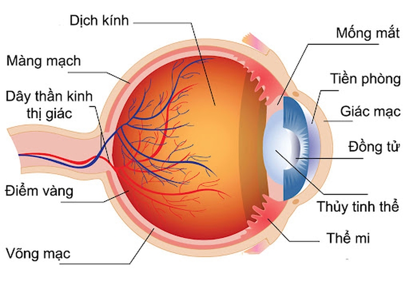 Mắt nhìn thấy gợn sóng và những điều cần biết khi mắc phải 1