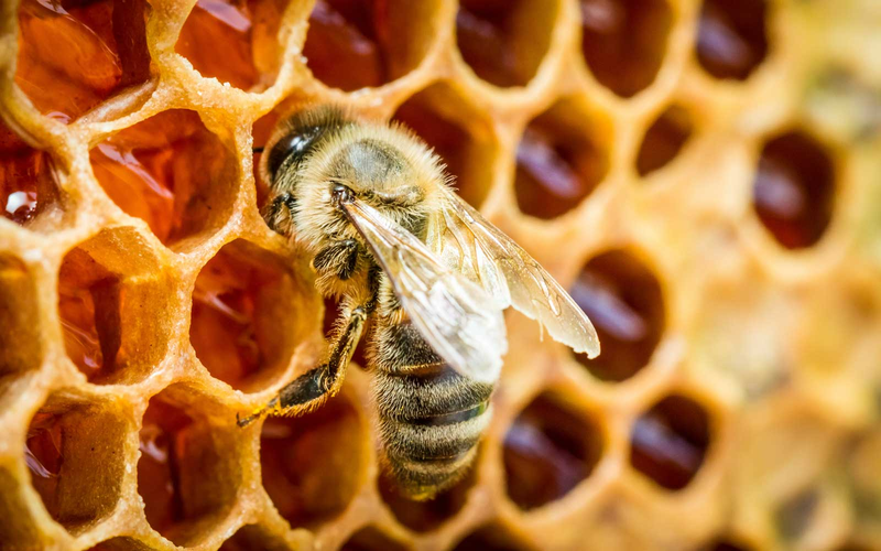 Mật ong đắng và những công dụng tuyệt vời đối với sức khỏe2